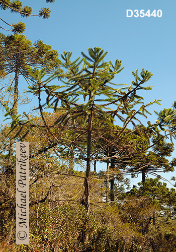 Candelabra Tree (Araucaria angustifolia)